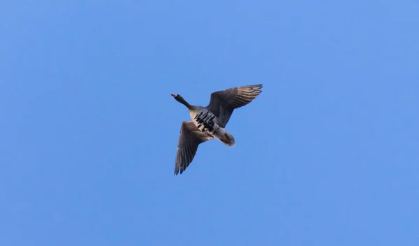 Vilda Gäss Flykt Våren Solig Dag — Stockfoto