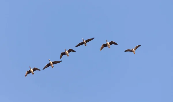 Wild Geese Flight Spring Sunny Day — Stock Photo, Image
