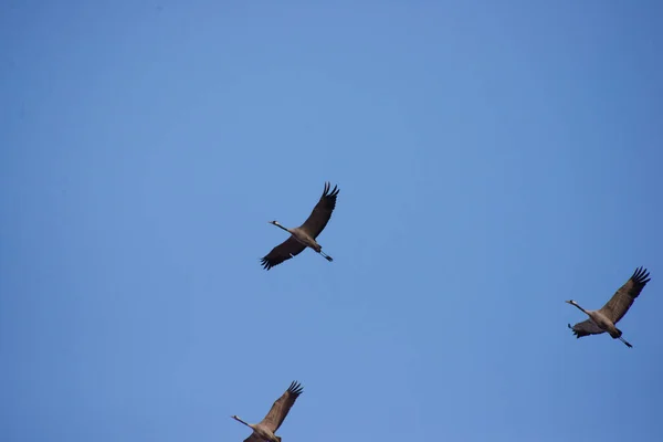 Wild Cranes Flight Spring Sunny Day — Stock Photo, Image