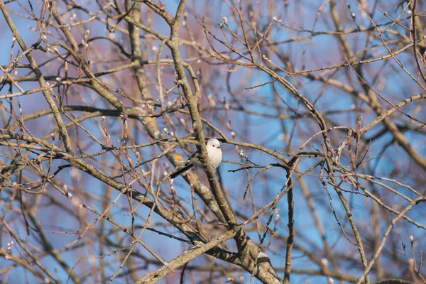 Tit Sits Branches Sunset Spring — Stock Fotó