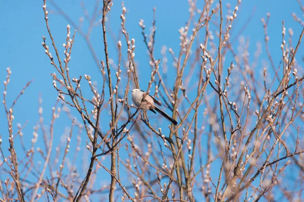 Tit Sits Branches Sunset Spring — Stock Fotó