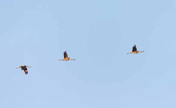 Wild Cranes Flight Spring Sunny Day — Stock Photo, Image