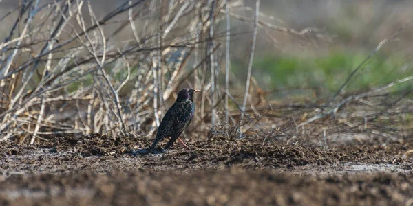 Blackbird Primer Plano Hierba Día Primavera — Foto de Stock