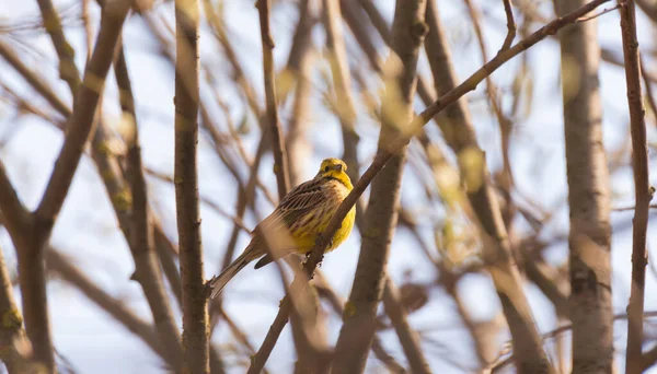 Gelber Vogel Sitzt Frühling Auf Den Zweigen — Stockfoto