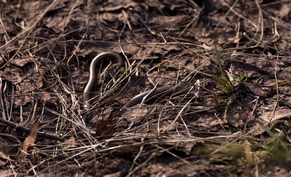 Snake Lies Grass Forest — Stock Photo, Image