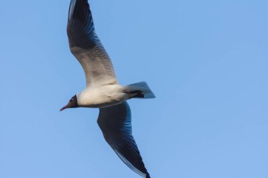 Martı gün boyunca yakın planda uçuyor.