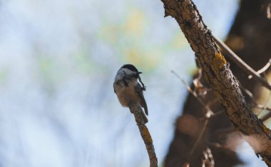 Gri kuş öğleden sonra bir dal üzerinde oturuyor.