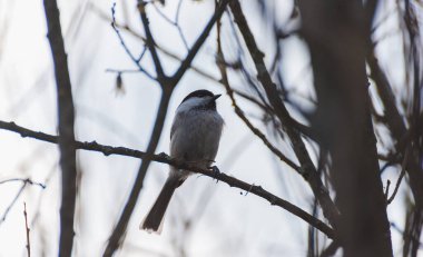 Gri kuş öğleden sonra bir dal üzerinde oturuyor.