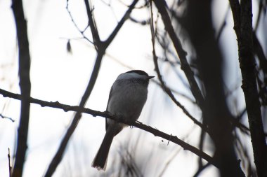 Gri kuş öğleden sonra bir dal üzerinde oturuyor.