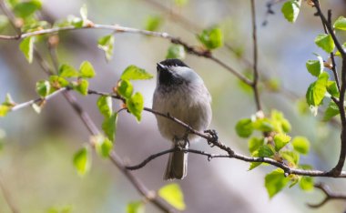 Gri kuş öğleden sonra bir dal üzerinde oturuyor.