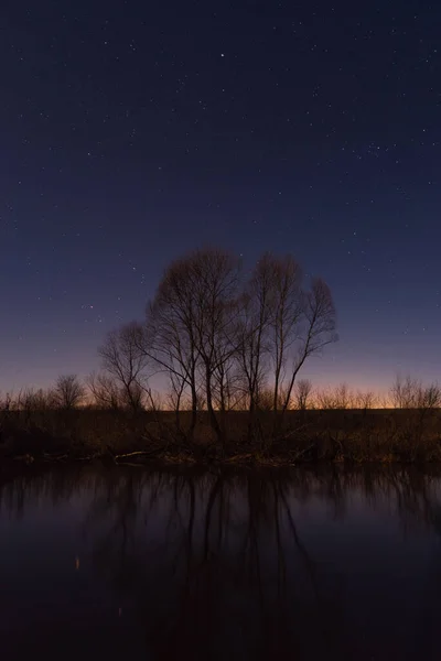 Tree by the river starry night in the moonlight
