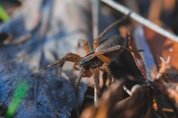 森のクモのマクロ写真 — ストック写真