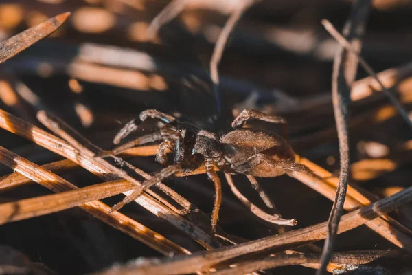 Ormandaki Örümceğin Makro Fotoğrafı — Stok fotoğraf