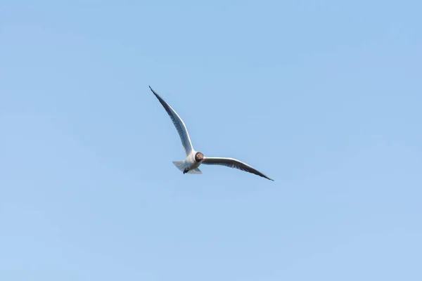 Seagull Flight Close Day — Stock Photo, Image