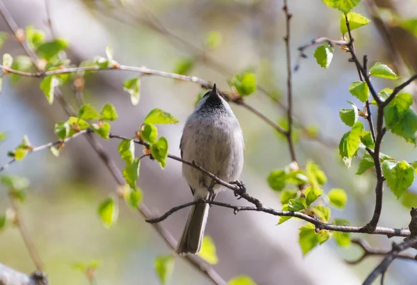 Pájaro Gris Sentado Una Ramita Por Tarde — Foto de Stock