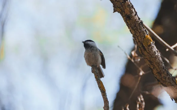 Grauer Vogel Sitzt Nachmittag Auf Einem Zweig — Stockfoto