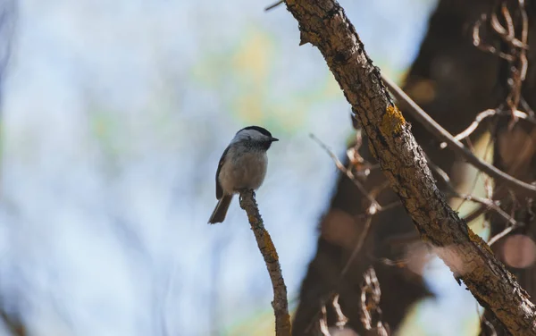 灰色の鳥が午後に小枝に座っている — ストック写真