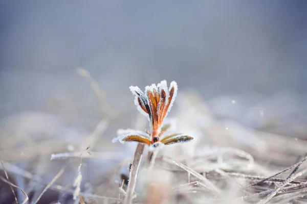 Macro Foto Geada Grama Pela Manhã Amanhecer — Fotografia de Stock