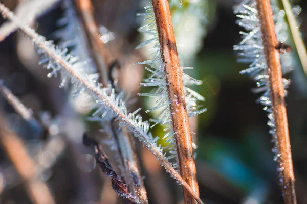 Macro Foto Geada Grama Pela Manhã Amanhecer — Fotografia de Stock