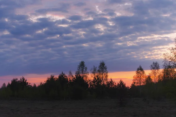 Утренний Алый Рассвет Краю Леса Весной — стоковое фото
