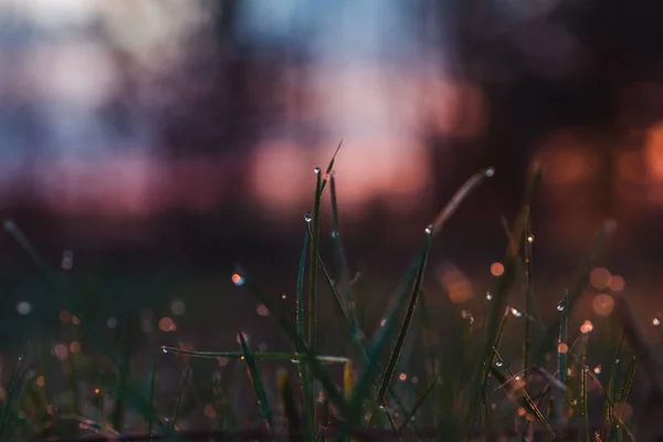 Frühling Morgengrauen Auf Dem Gras Tauen — Stockfoto
