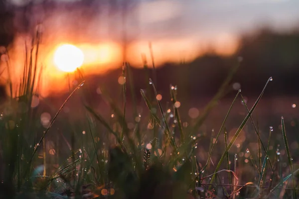Dew Grass Dawn Spring — Stock Photo, Image