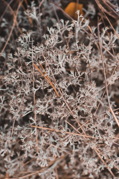 Textura Musgo Cinza Floresta — Fotografia de Stock