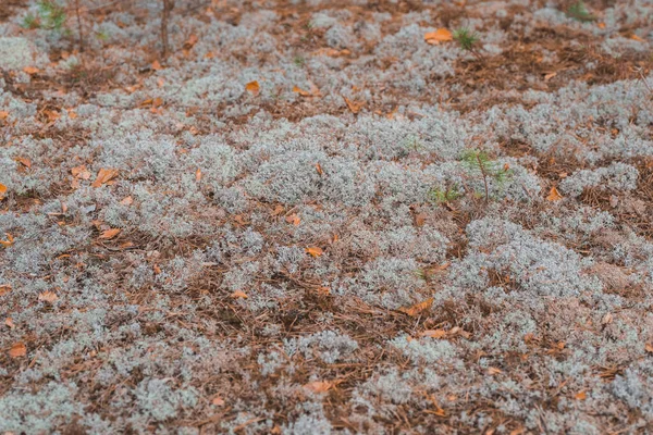 Textura Musgo Cinza Floresta — Fotografia de Stock