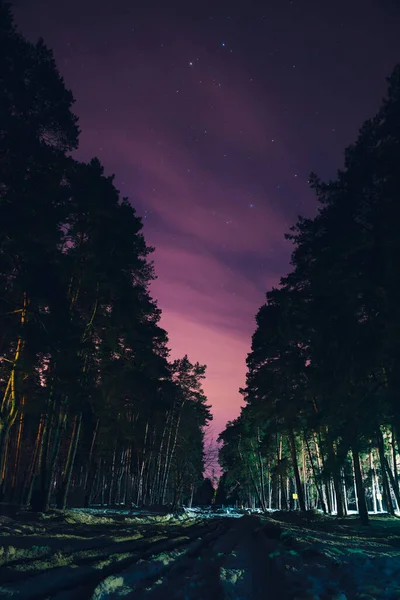 Ormanda yıldızlı bir gece