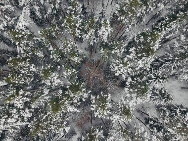 Bir kuadkopterle karlı bir çam ormanında