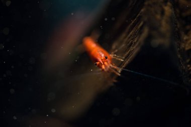 Akvaryumda kırmızı karides