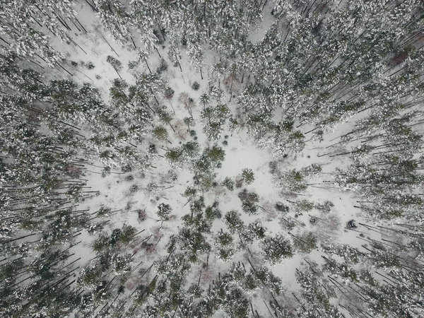 Bosque Pino Invierno Nieve Con Quadcopter — Foto de Stock