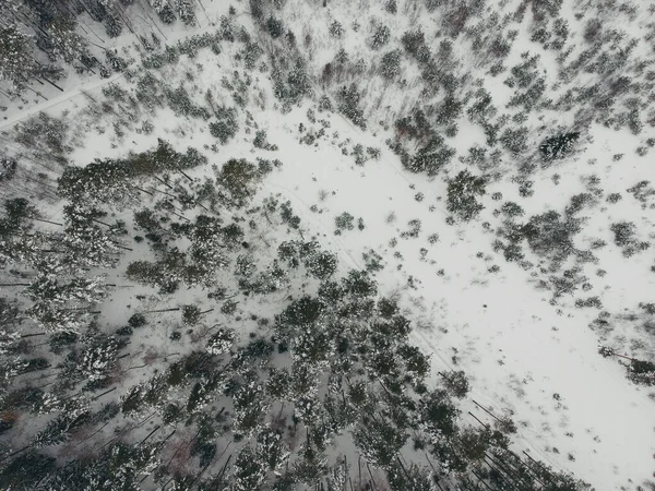 Zimowy Las Sosnowy Śniegu Quadcopterem — Zdjęcie stockowe