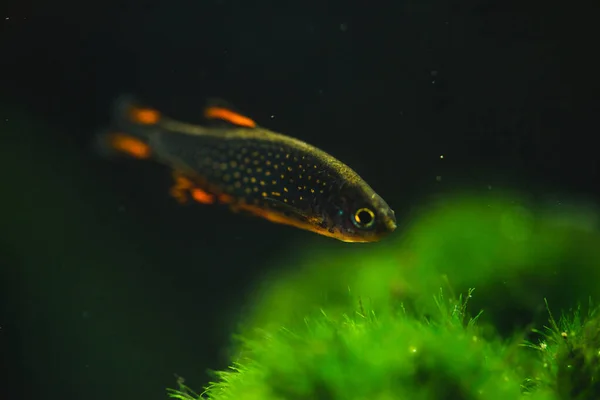 Fisk Akvariet - Stock-foto