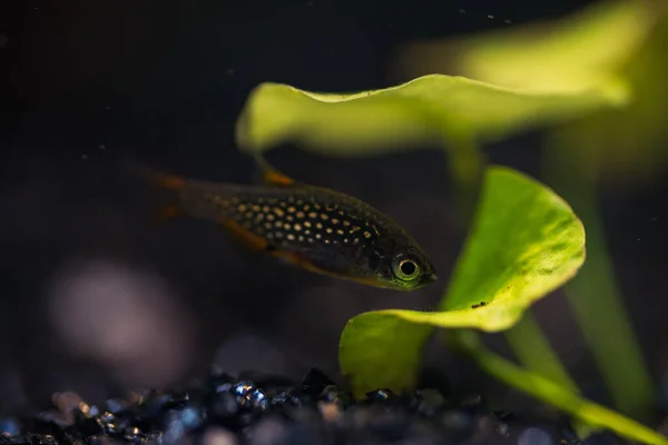 Риби Акваріумі — стокове фото