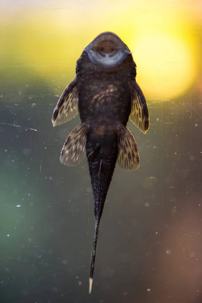 Vissen Het Aquarium — Stockfoto