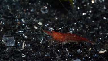 Kırmızı karidesin akvaryumda serin bir bokeh ile yakın plan Macro fotoğrafı.
