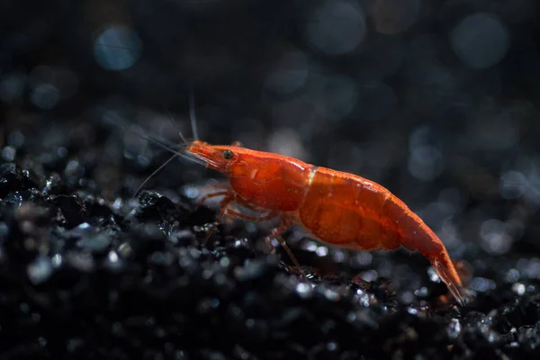 Kırmızı karidesin akvaryumda serin bir bokeh ile yakın plan Macro fotoğrafı.