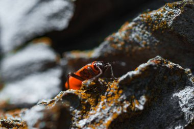 Kırmızı Böcek itfaiyecilerinin Macro fotoğrafı.