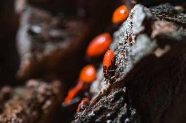 Kırmızı Böcek itfaiyecilerinin Macro fotoğrafı.