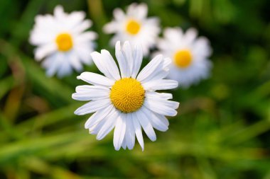 Üzerinde papatyalar olan güzel bir makro fotoğraf.