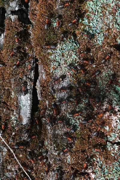 Muitas Formigas Textura Casca — Fotografia de Stock