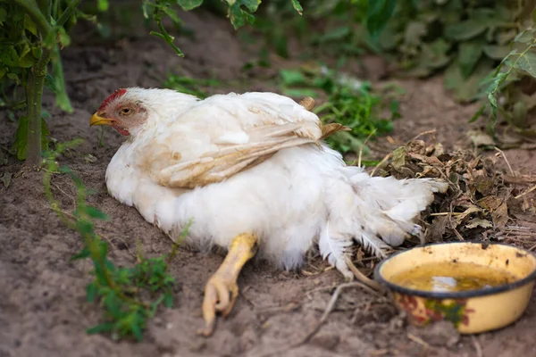 White Chicken Bad Leg Lying Ground — Stock Photo, Image