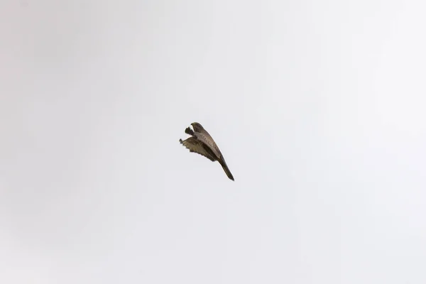 Buzzard Flight Waving His Wings — Stock Photo, Image