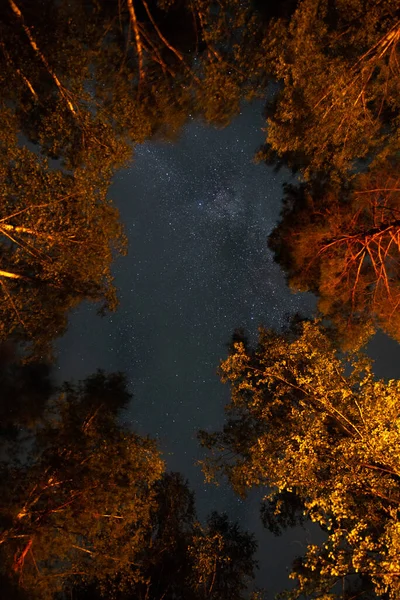 Bottom View Starry Sky Milky Way Night Forest — Stock Photo, Image
