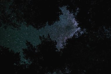 Gece ormanında Samanyolu ile yıldızlı gökyüzünün alt görüntüsü
