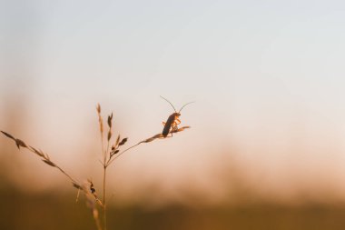 Gün batımına bakan bir böceğin makro fotoğrafı
