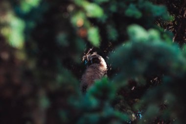 Piliç baykuş ladin dallarında oturuyor ve mahalleyi inceliyor.