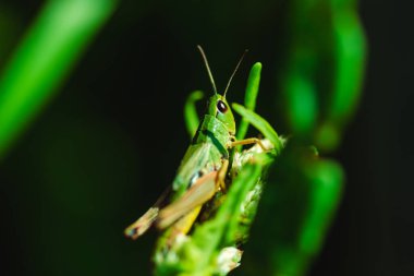 Yazın çimlerin üzerinde yeşil çekirgenin makro fotoğrafı