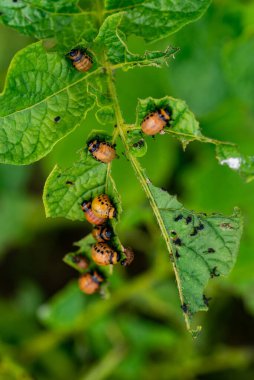 Colorado böceğinin larvaları patatesleri yiyor.